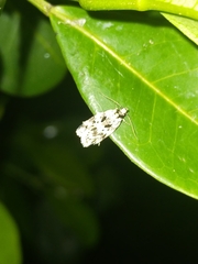Barea eucapnodes