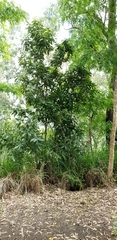 Ficus opposita