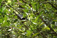 Papilio memnon agenor