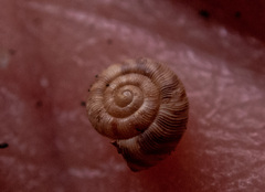 Scelidoropa officeri