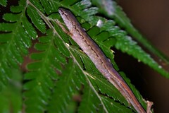 Saproscincus spectabilis