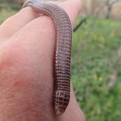 Blanus cinereus