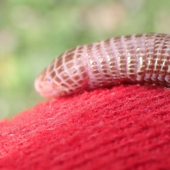 Blanus cinereus
