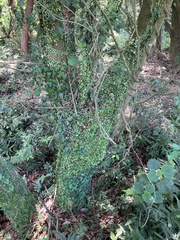 Lemmaphyllum microphyllum