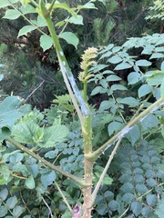 Aralia elata