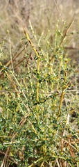 Ceanothus microphyllus