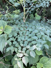 Aralia elata
