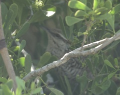 Campylorhynchus yucatanicus