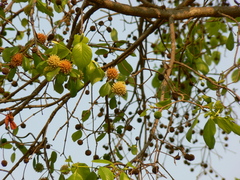 Mitragyna parvifolia