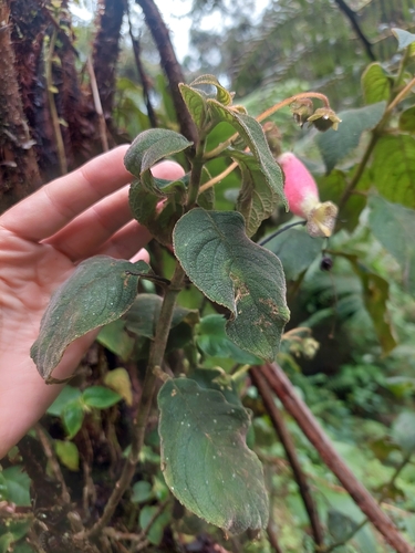 Image of Kohleria Affinis (Kohleria affinis) by (c) Daniel Mesa, some rights reserved (CC BY)