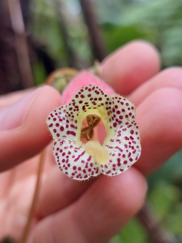 Image of Kohleria Affinis (Kohleria affinis) by (c) Daniel Mesa, some rights reserved (CC BY)