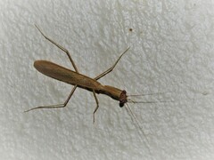 Miomantis