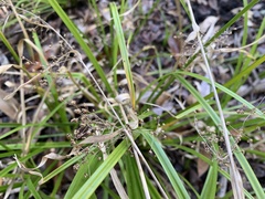 Rhynchospora miliacea