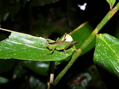 Eschatoceras nigrovittatus