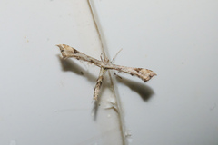 Stenoptilodes taprobanes