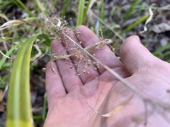 Rhynchospora miliacea