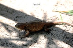 Sceloporus malachiticus