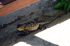 Sceloporus malachiticus