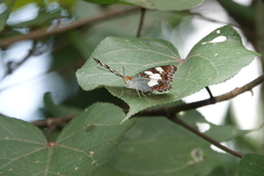 Moduza procris milonia
