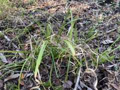 Rhynchospora miliacea