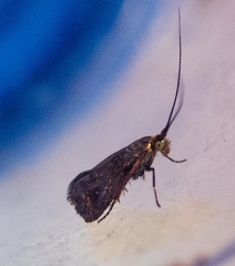 Nemophora