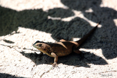 Sceloporus malachiticus