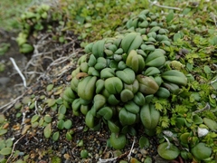 Gentianella saxosa