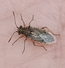 Brachycarenus tigrinus