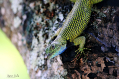 Sceloporus malachiticus