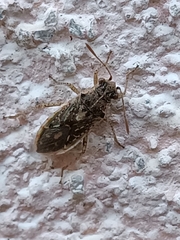 Brachycarenus tigrinus