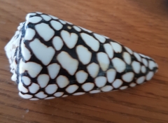 Conus marmoreus