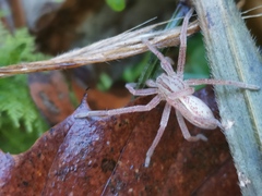 Micrommata