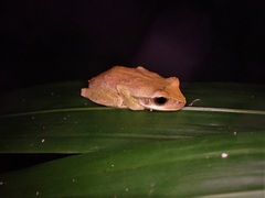 Litoria revelata