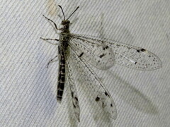 Bandidus breviusculus
