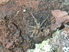 Liocranum rupicola