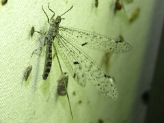 Bandidus breviusculus