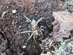 Liocranum rupicola