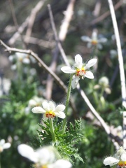 Blumenbachia insignis