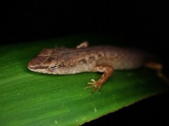 Saproscincus spectabilis