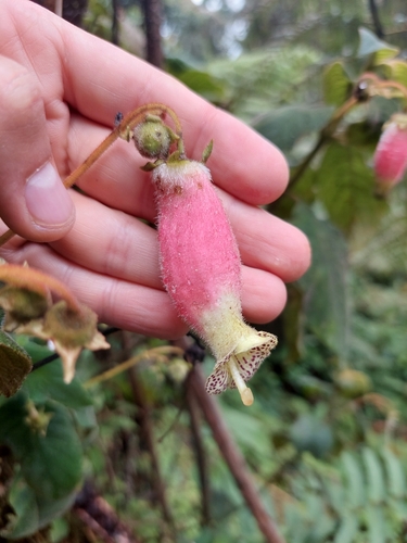 Image of Kohleria Affinis (Kohleria affinis) by (c) Daniel Mesa, some rights reserved (CC BY)