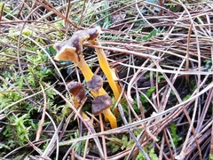 Craterellus lutescens