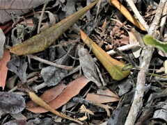 Oedipodinae