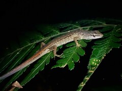 Saproscincus spectabilis