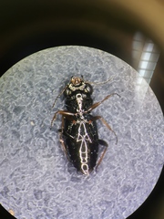 Notiophilus rufipes