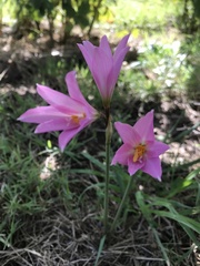 Zephyranthes