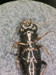 Notiophilus rufipes