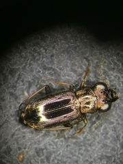 Notiophilus rufipes