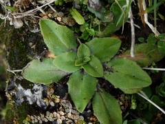 Plantago raoulii