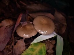 Mycena chlorophos