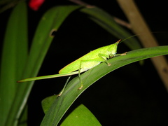 Copiphora longicauda